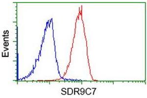 Image no. 2 for anti-Short Chain Dehydrogenase/reductase Family 9C, Member 7 (SDR9C7) antibody (ABIN1500842) (SDR9C7 抗体)
