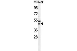 ATPBD3 Antibody (Center) western blot analysis in mouse liver tissue lysates (35µg/lane). (ATPBD3 抗体  (Middle Region))