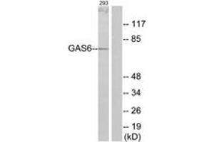 Western blot analysis of extracts from 293 cells, using GAS6 Antibody. (GAS6 抗体  (AA 291-340))