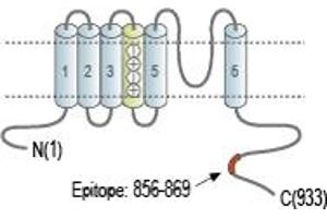 Representative domain view of the target of ABIN7885286.