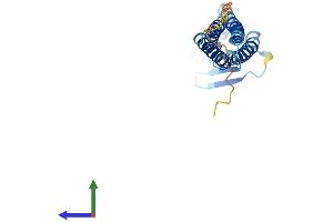 Protein Structure (PS) image for Claudin 3 (CLDN3) (AA 1-220) protein (His tag) (ABIN7546532)
