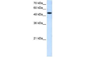 Western Blotting (WB) image for anti-Solute Carrier Family 25 (Mitochondrial Carrier, Phosphate Carrier), Member 25 (SLC25A25) (N-Term) antibody (ABIN2781548)