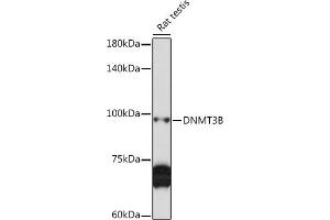 Western blot analysis of extracts of Rat testis, using DNMT3B Rabbit pAb (ABIN6130287, ABIN6139752, ABIN6139754 and ABIN6223075) at 1:1000 dilution. (DNMT3B 抗体)