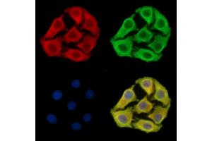 ABIN7095163 and ABIN7099219 staining Hela cells by IF/ICC. (METRN 抗体)