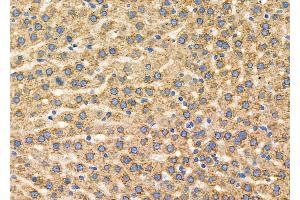 ABIN6260923 and ABIN6279329 at 1/100 staining Rat liver tissue by IHC-P.