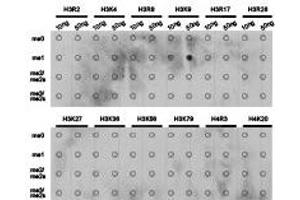 Dot-blot analysis of all sorts of methylation peptides using H3K9me1 antibody. (Histone 3 抗体  (H3K9me))
