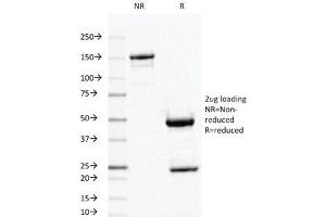 SDS-PAGE (SDS) image for anti-Ornithine Decarboxylase 1 (ODC1) antibody (ABIN3025563)
