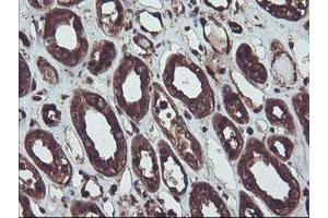 Immunohistochemical staining of paraffin-embedded Human Kidney tissue using anti-RNH1 mouse monoclonal antibody. (RNH1 抗体)