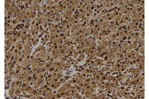 ABIN6272453 at 1/100 staining Human liver tissue by IHC-P. (UBE3B 抗体  (C-Term))