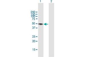 Western Blot analysis of LIPA expression in transfected 293T cell line by LIPA MaxPab polyclonal antibody. (Lipase A 抗体  (AA 1-399))