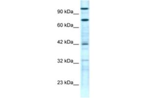 Western Blotting (WB) image for anti-Zinc Finger Protein 23 (ZNF23) antibody (ABIN2460739) (ZNF23 抗体)