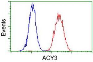 Image no. 3 for anti-Aminoacylase 3 (ACY3) antibody (ABIN1496467) (Aminoacylase 3 抗体)