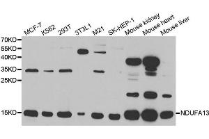 Western Blotting (WB) image for anti-NADH Dehydrogenase (Ubiquinone) 1 alpha Subcomplex, 13 (NDUFA13) antibody (ABIN1876600) (NDUFA13 抗体)