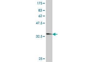 Western Blot detection against Immunogen (33. (HEL308 抗体  (AA 275-337))