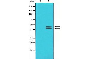 Western blot analysis on COLO205 cell lysate using ERK1/2 Antibody,The lane on the left is treated with the antigen-specific peptide. (ERK1/2 抗体)