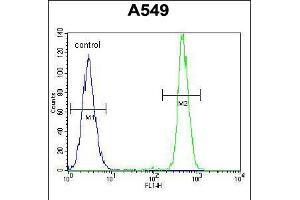 Flow cytometric analysis of A549 cells (right histogram) compared to a negative control cell (left histogram). (HN1 抗体  (AA 58-86))