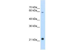 WB Suggested Anti-RBPJL Antibody Titration:  2. (RBPJL 抗体  (N-Term))