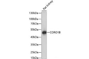 Western blot analysis of extracts of Rat kidney using CORO1B Polyclonal Antibody at dilution of 1:1000. (CORO1B 抗体)