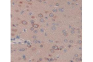 IHC-P analysis of brain tissue, with DAB staining. (GLRa2 抗体  (AA 28-253))