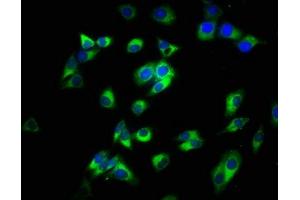 Immunofluorescence staining of HepG2 cells with ABIN7160181 at 1:200, counter-stained with DAPI. (CD14 抗体  (AA 20-345))