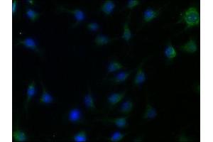 Immunofluorescence (IF) image for anti-Apolipoprotein O-Like (APOOL) (AA 163-268) antibody (ABIN7159692)