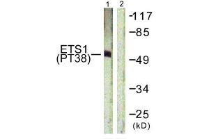 Western blot analysis of extracts from HepG2 cells using ETS1 (Phospho-Thr38) Antibody. (ETS1 抗体  (pThr38))