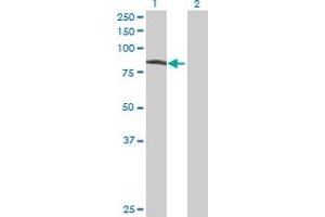 Zinc Finger Protein 650 (ZNF650) (AA 1-741) 抗体