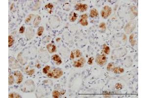 Image no. 1 for anti-RAB43, Member RAS Oncogene Family (RAB43) (AA 113-211) antibody (ABIN599343) (RAB43 抗体  (AA 113-211))