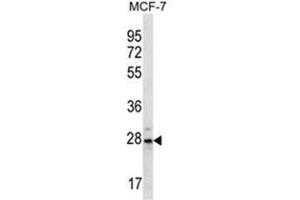 Western Blotting (WB) image for anti-Proteasome (Prosome, Macropain) Subunit, beta Type 10 (PSMB10) (AA 213-242), (C-Term) antibody (ABIN954355)