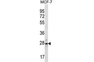 Western blot analysis of PSMB10 Antibody (C-term) in MCF-7 cell line lysates (35ug/lane). (PSMB10 抗体  (C-Term))