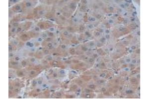 IHC-P analysis of Human Liver Tissue, with DAB staining. (FASL 抗体  (AA 103-281))
