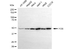 Western blotting analysis using FOS antibody (ABIN7797809).
