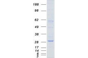 Validation with Western Blot (Aquaporin 1 Protein (Myc-DYKDDDDK Tag))