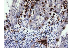 Image no. 2 for anti-Phosphoinositide-3-Kinase, Catalytic, gamma Polypeptide (PIK3CG) antibody (ABIN1500202) (PIK3 gamma 抗体)