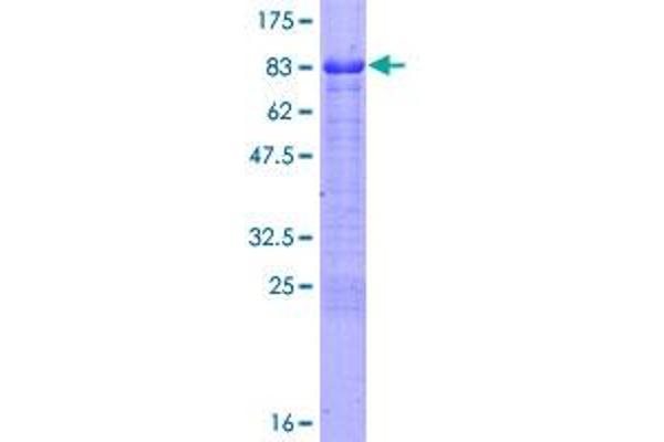 FEZ1 Protein (AA 1-392) (GST tag)