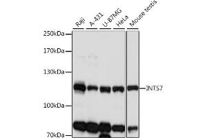 Western blot analysis of extracts of various cell lines, using INTS7 antibody (ABIN7267914) at 1:1000 dilution. (INTS7 抗体  (AA 702-948))