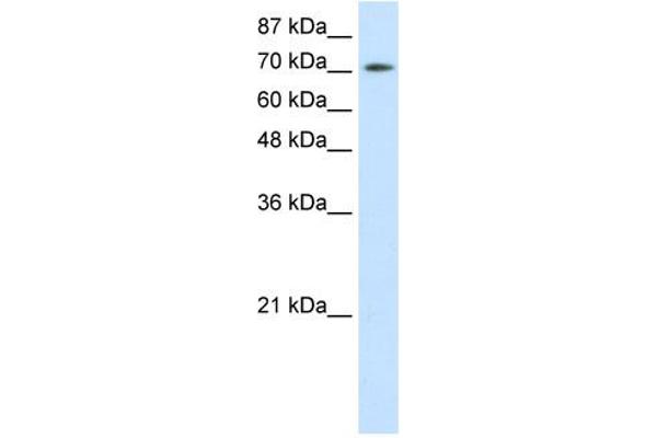 ZBTB48 抗体  (N-Term)