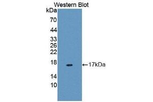 Detection of Recombinant MUC5B, Human using Polyclonal Antibody to Mucin 5 Subtype B (MUC5B) (MUC5B 抗体  (AA 5366-5444))