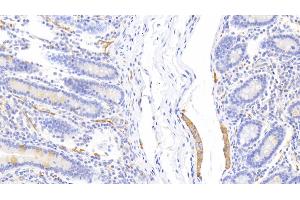 Detection of CLCA1 in Human Small intestine Tissue using Polyclonal Antibody to Chloride Channel Accessory 1 (CLCA1) (CLCA1 抗体  (AA 416-670))