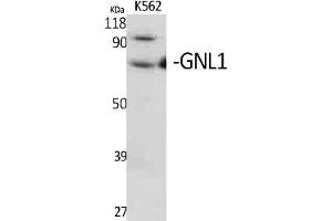 Western Blot analysis of various cells using GNL1 Polyclonal Antibody. (GNL1 抗体  (AA 30-110))