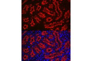 Immunofluorescence (IF) image for anti-Aquaporin 1 (Colton Blood Group) (AQP1) (C-Term) antibody (ABIN7265651)