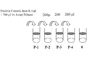 Image no. 3 for Signal Transducer and Activator of Transcription 1, 91kDa (STAT1) ELISA Kit (ABIN625231)
