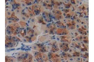 Detection of NT4 in Mouse Stomach Tissue using Polyclonal Antibody to Neurotrophin 4 (NT4) (Neurotrophin 4 抗体  (AA 80-209))