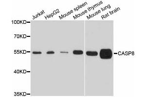 Western blot analysis of extracts of various cell lines, using Casp8 antibody (ABIN5997368) at 1/1000 dilution. (Caspase 8 抗体)