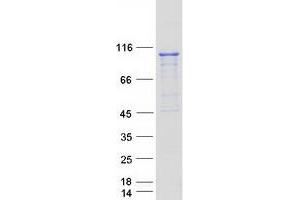Western Blotting (WB) image for PRP6 Pre-mRNA Processing Factor 6 Homolog (PRPF6) protein (Myc-DYKDDDDK Tag) (ABIN2729833)
