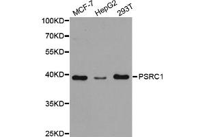 Western blot analysis of extracts of various cell lines, using PSRC1 antibody (ABIN5973194) at 1/1000 dilution. (PSRC1 抗体)