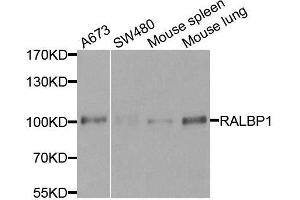 Western blot analysis of extracts of various cell lines, using RALBP1 antibody. (RALBP1 抗体  (AA 396-655))