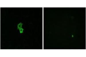 Immunofluorescence analysis of HepG2 cells, using EDG6 Antibody. (S1PR4 抗体  (AA 326-375))