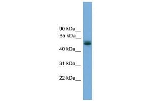 CCDC76 antibody used at 1 ug/ml to detect target protein.