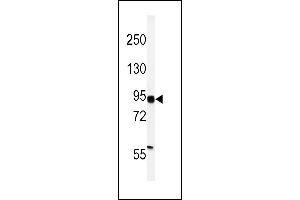 Western blot analysis of HIF1Alpha Antibody (C-term) (ABIN392176 and ABIN2841888) in MDA-M cell line lysates (35 μg/lane). (HIF1A 抗体  (C-Term))